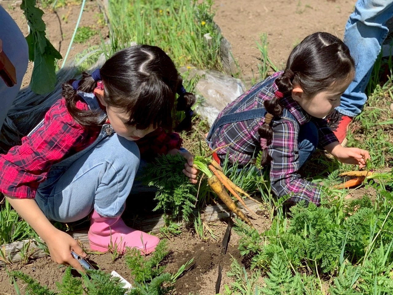 在可以一覽別府灣的農場“Farm Sam”體驗蔬菜收穫