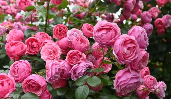 親身感受在大神農場度過的季節變遷的休息日